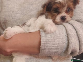 Mixed Breed dogs Sunning Blueberry and Biewer puppies. - Advert 4