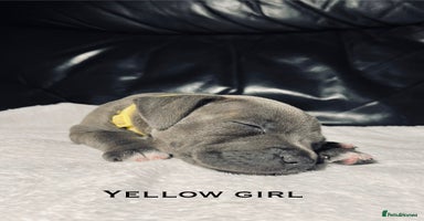 Staffordshire Bull Terrier dogs - Advert 1
