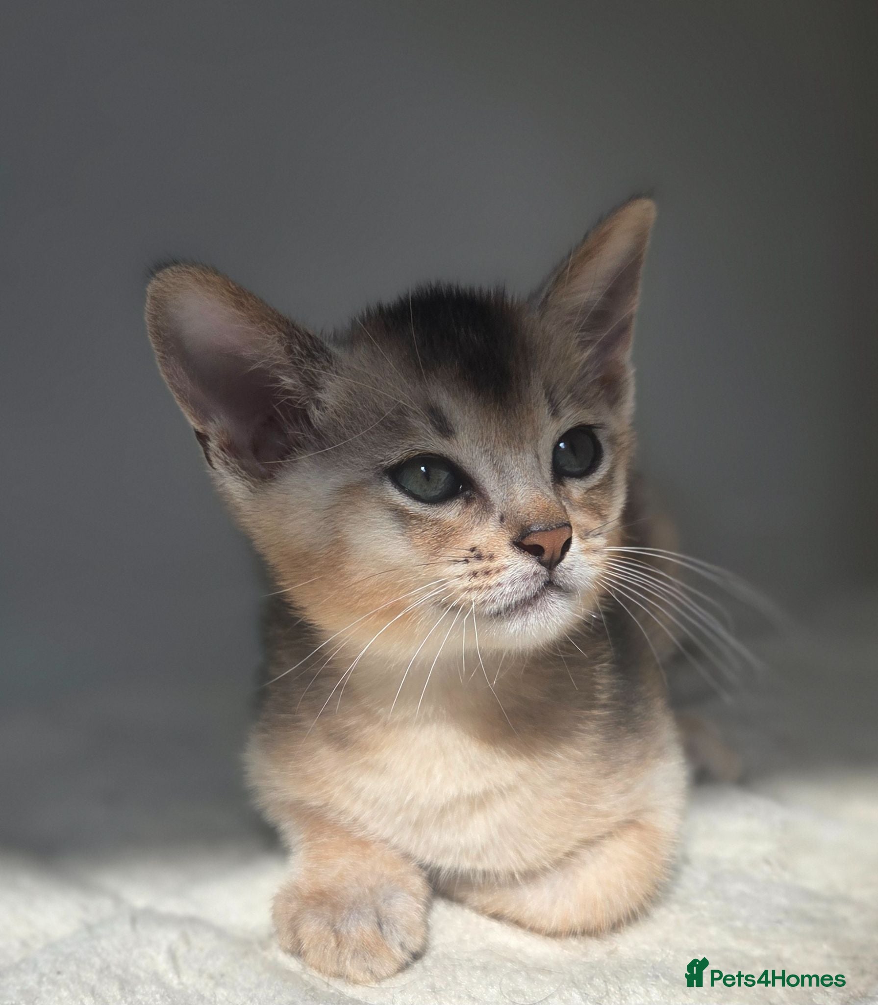 Abyssinian cats 🔥2 left TICA Registered Abyssinian Kittens - Advert 1
