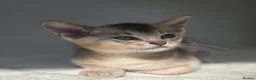 Abyssinian cats for sale: 🔥 TICA Registered Abyssinian Kittens - Advert 9