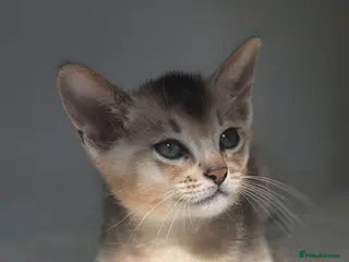 Abyssinian cats 🔥2 left TICA Registered Abyssinian Kittens - Advert 1