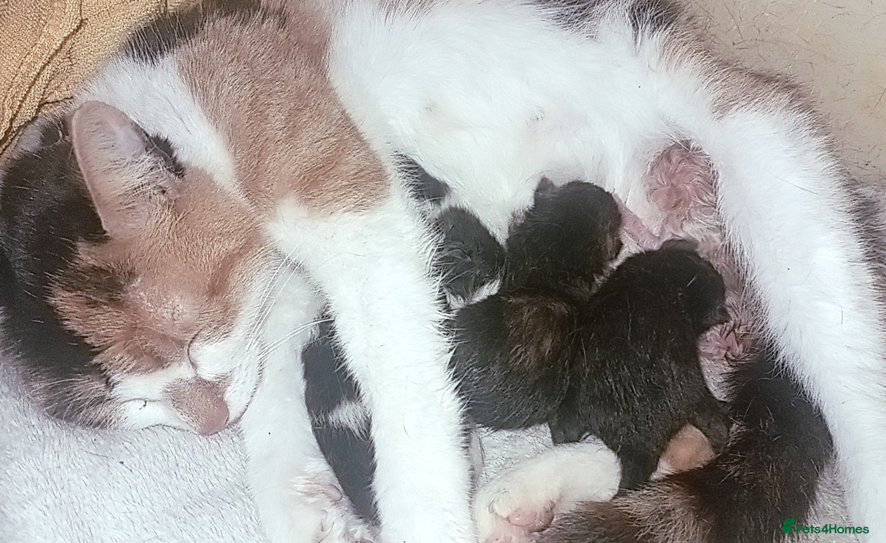 Mixed Breed cats 2 stunning little female for reservation  - Advert 3