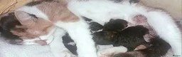 Mixed Breed cats for sale: 2 stunning little female for reservation  - Advert 1