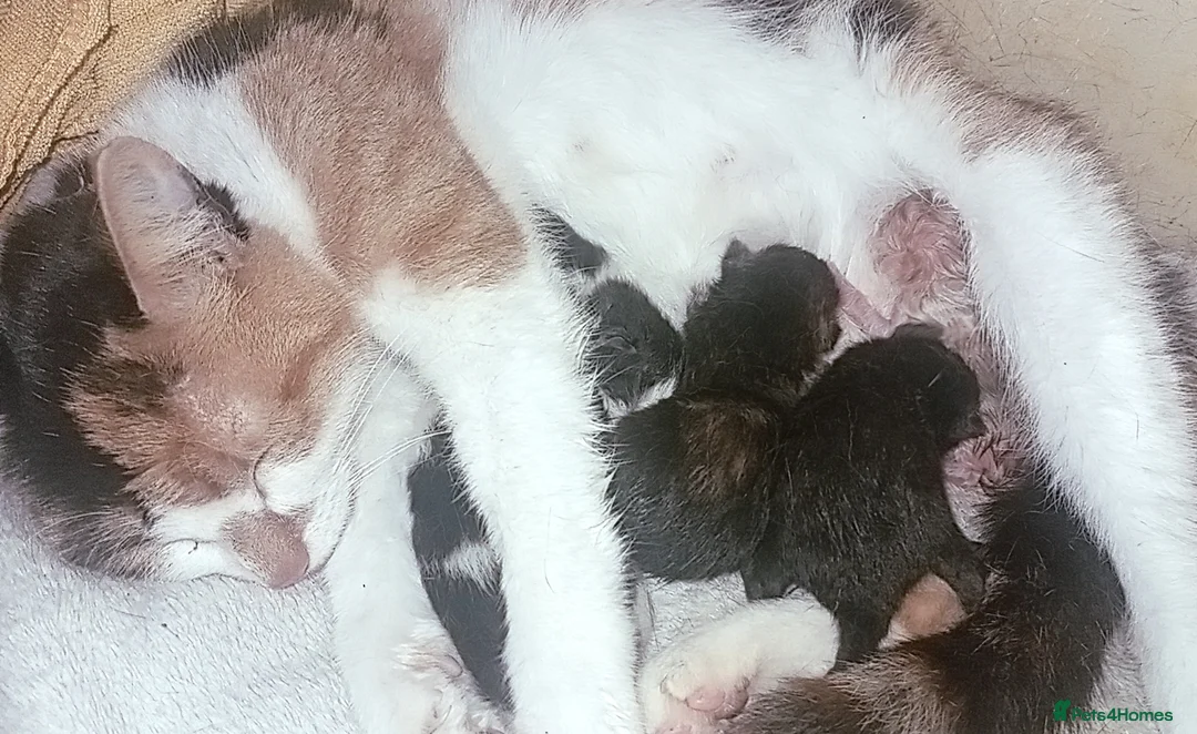 Mixed Breed cats for sale: 2 stunning little female for reservation  - Advert 1