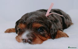 Cavapoo dogs for sale: Extensively health tested very rare F1 Cavapoos - Image 5