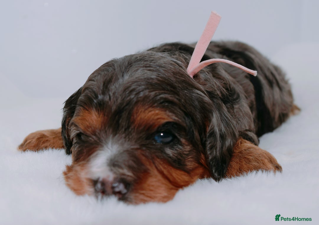Cavapoo dogs for sale: Extensively health tested very rare F1 Cavapoos - Image 5
