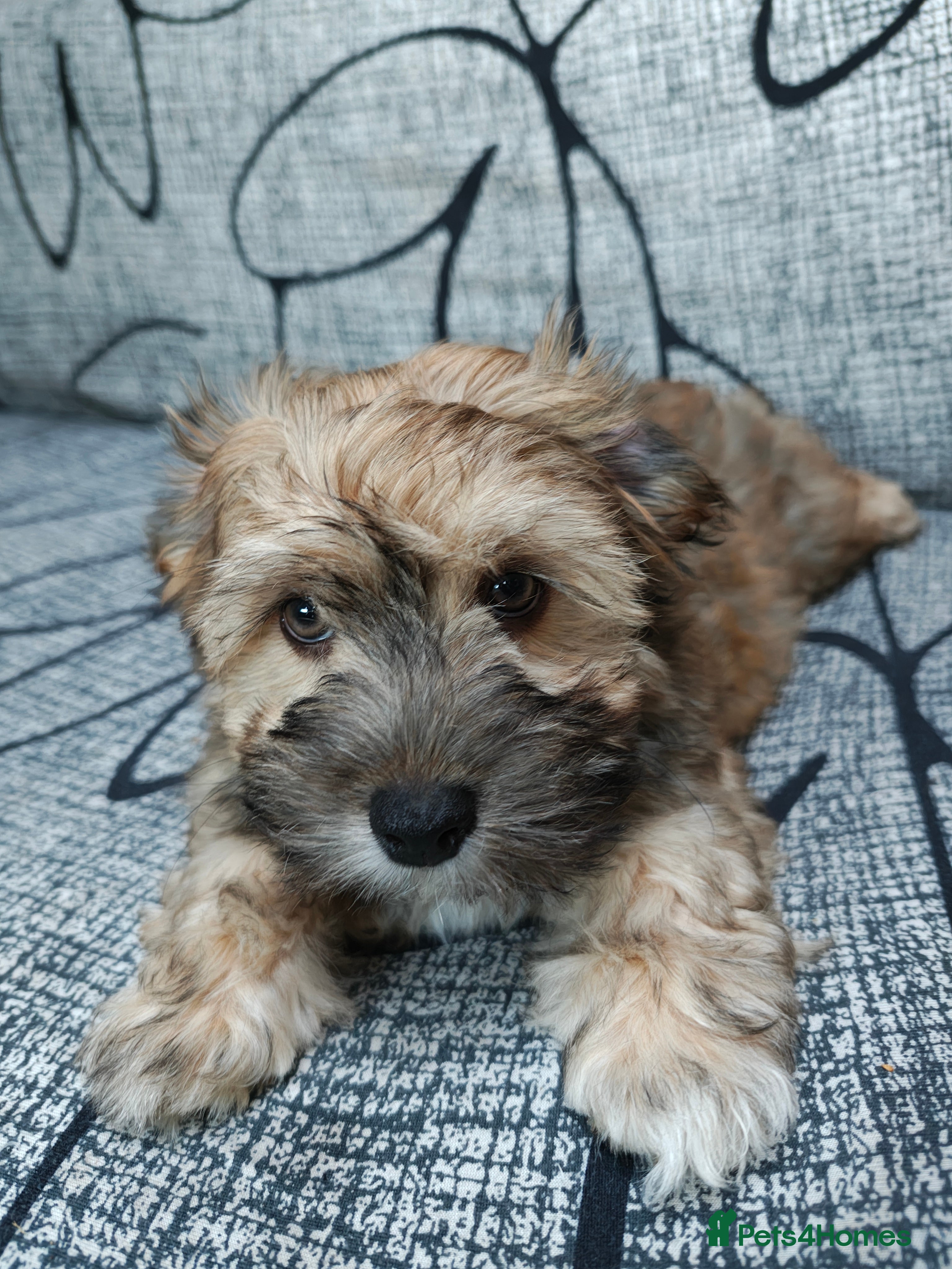 Havanese dogs Very rare color Havanese puppy) - Advert 2