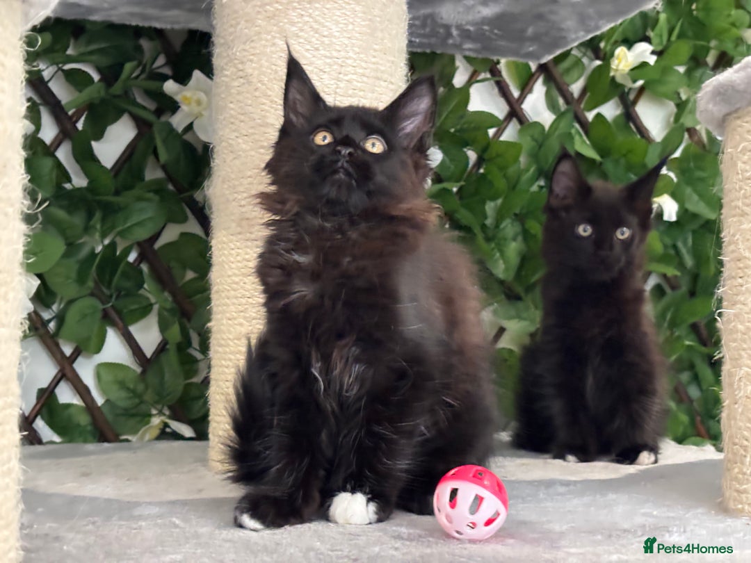 Maine Coon cats for sale: TICA 5 GEN PEDIGREE DNA TESTED  - Image 25