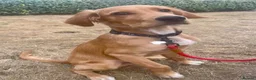 Mixed Breed dogs for sale: 21-week-old puppy looking for an experienced home in Frodsham - Advert 3