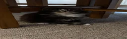 Siberian cats for sale: Siberian Cross breed, stunning litter of 5 kittens - Advert 14