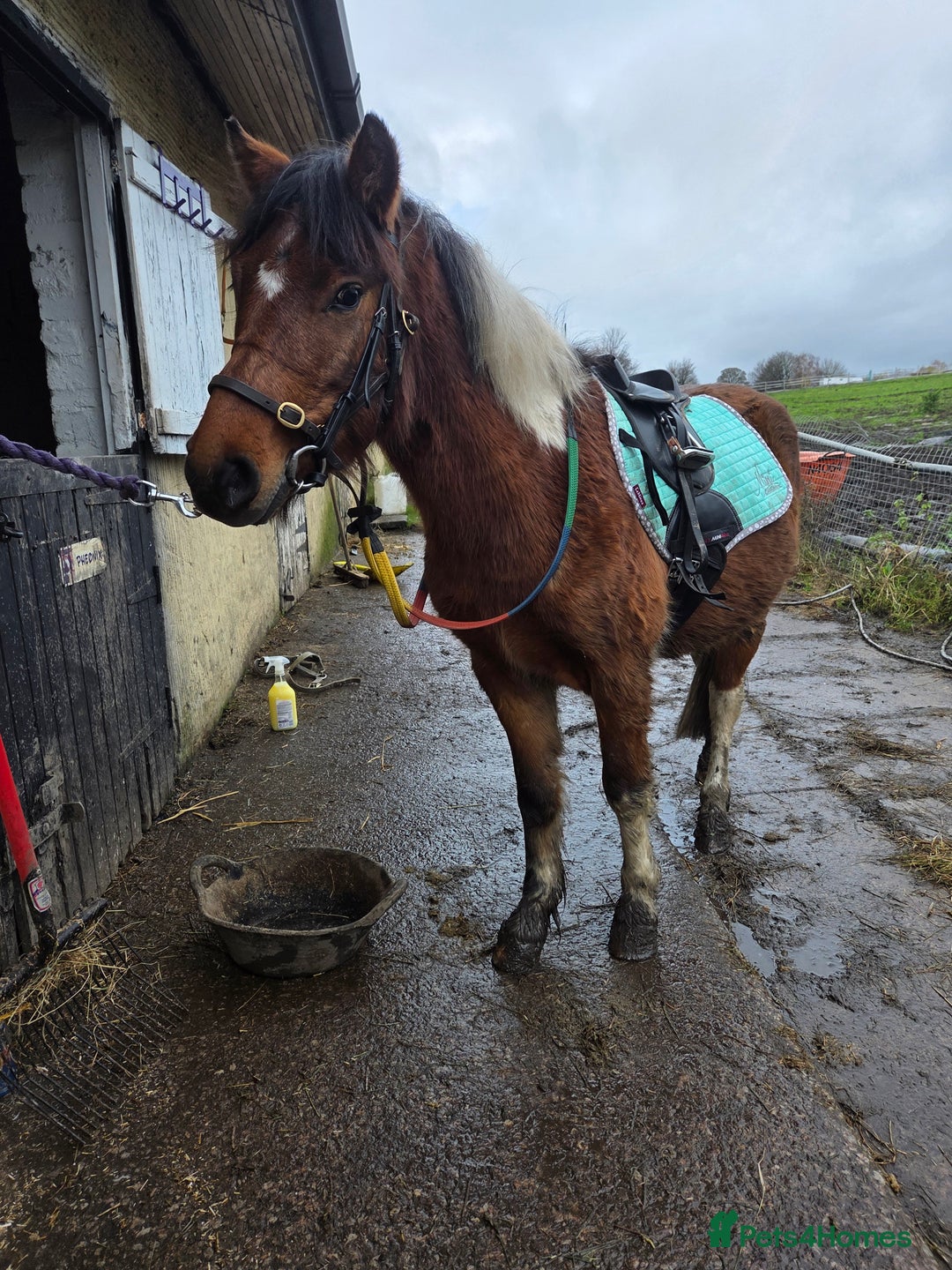 Dartmoor horses for sale: Beautiful 12,2 gelding  - Advert 9
