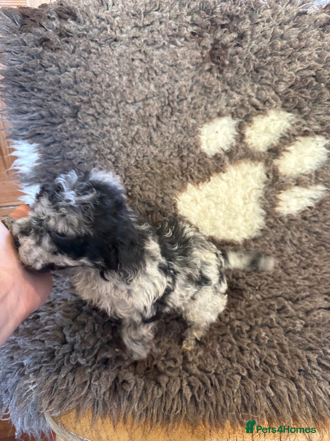 Toy Poodle dogs for sale: Exquisite Toy Poodle pups - Health tested parents - Advert 24