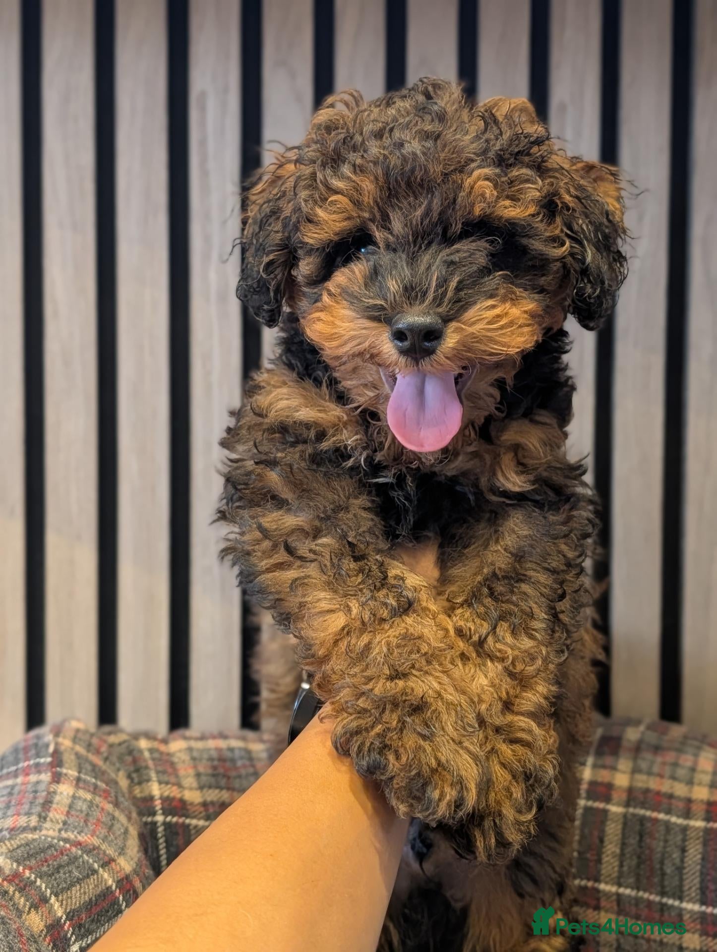 Cockapoo dogs F1BB cockapoo male puppy rehoming  - Advert 16