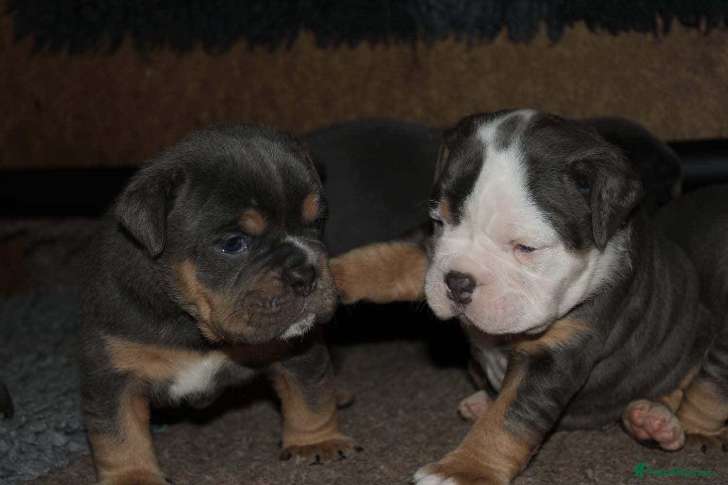 Olde English Bulldogge dogs Olde English bulldog puppies  - Advert 2