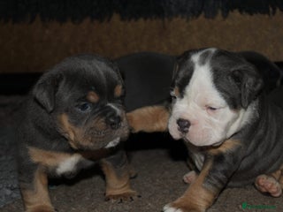 Olde English Bulldogge dogs Olde English bulldog puppies - Advert 2
