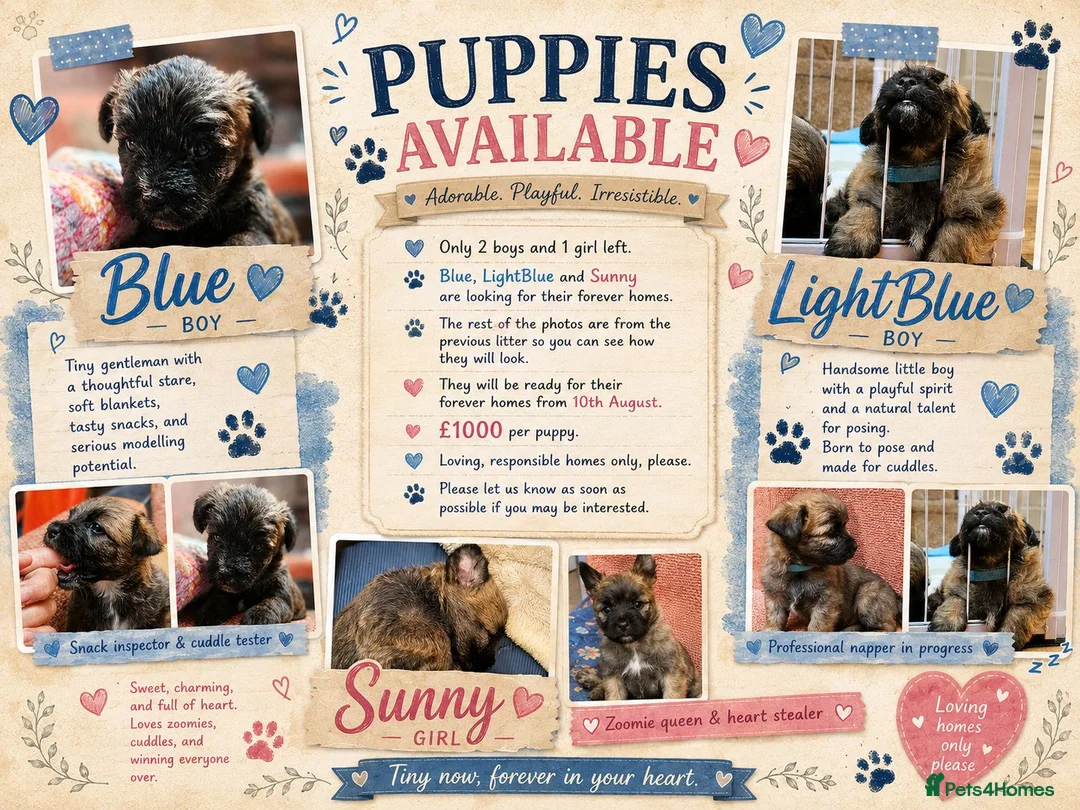 Mixed Breed dogs for sale: Three puppies available-LOVING HOMES ONLY - Advert 1