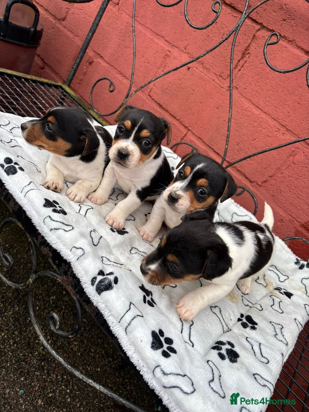 Jack Russell dogs for sale: Jack Russel puppies - Advert 4