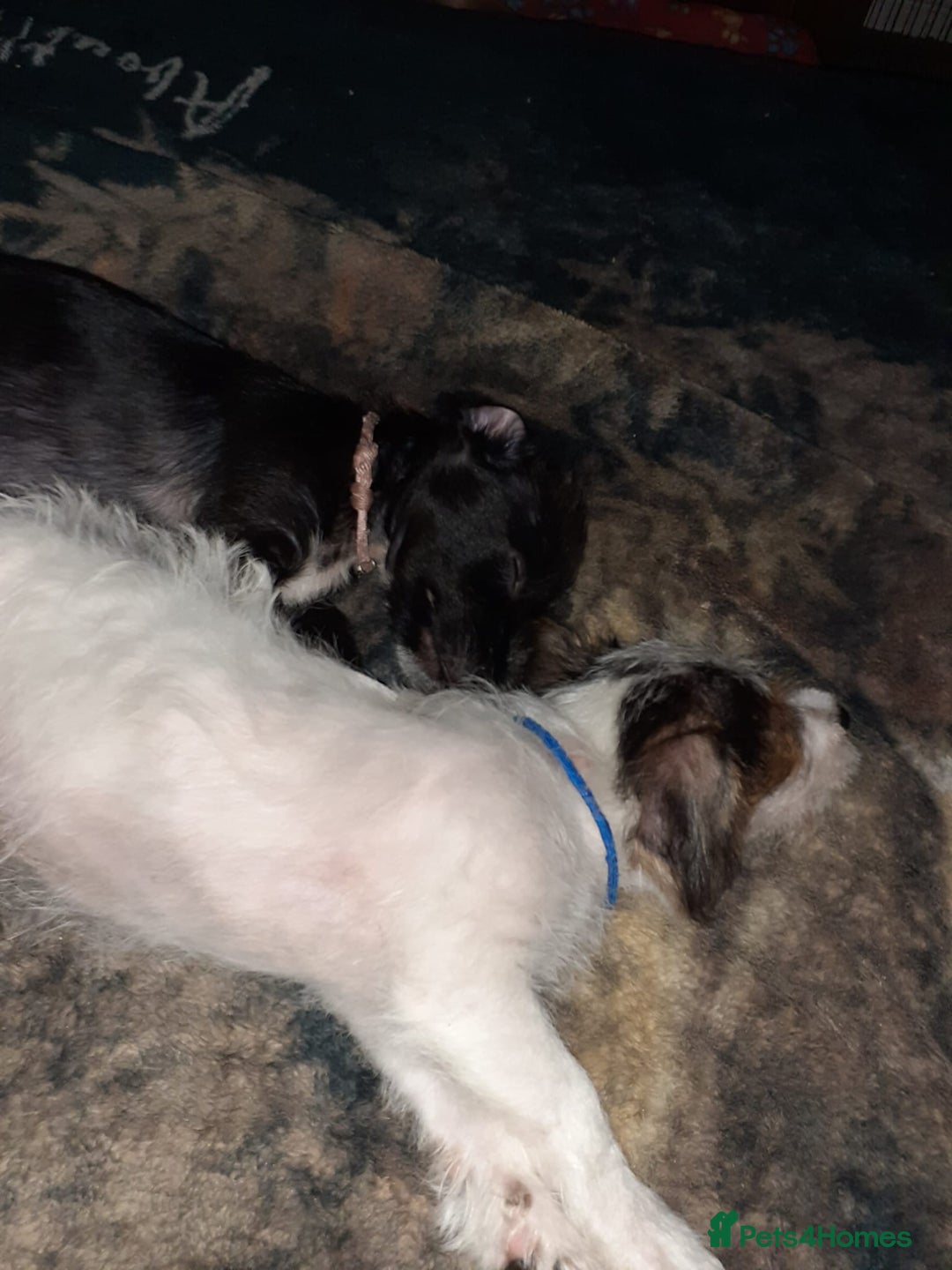 Jack Russell dogs for sale: 15 week wired haired jack Russell teddy  - Image 8