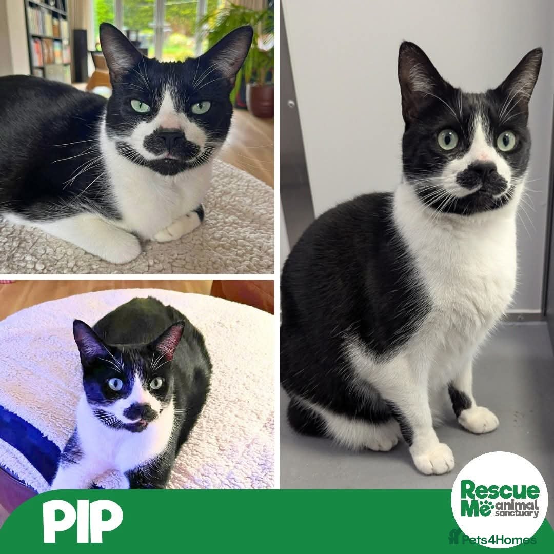 Mixed Breed cats Pip is ready for his forever home, on his terms - Advert 2