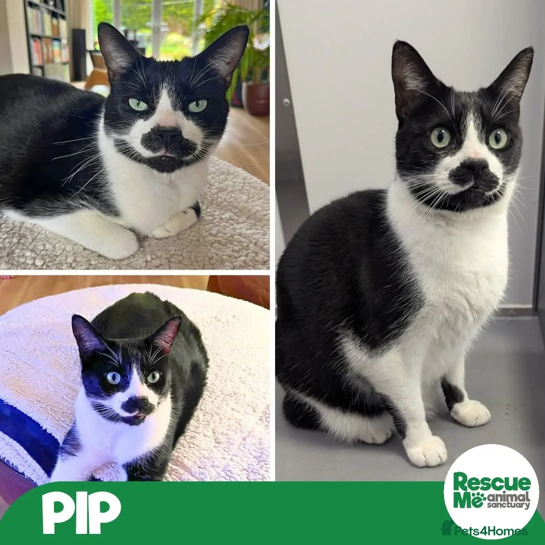 Mixed Breed cats for adoption: Pip is ready for his forever home, on his terms in Liverpool - Advert 1