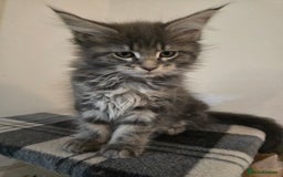 Maine Coon cats for sale: Beautiful Maine coon kittens  - Image 8