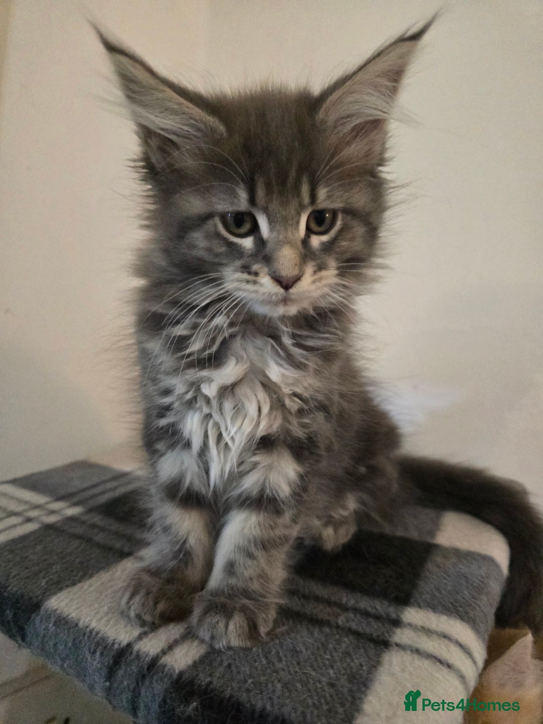 Maine Coon cats for sale: Beautiful Maine coon kittens  - Image 8