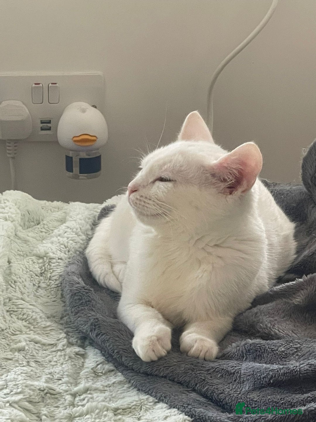 Turkish Angora cats for sale: Beautiful Kittens Looking for Their Forever Homes  - Advert 13