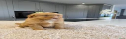 Nova Scotia Duck Tolling Retriever dogs for sale: Chunky adorable Nova Scotia puppies  - Advert 6