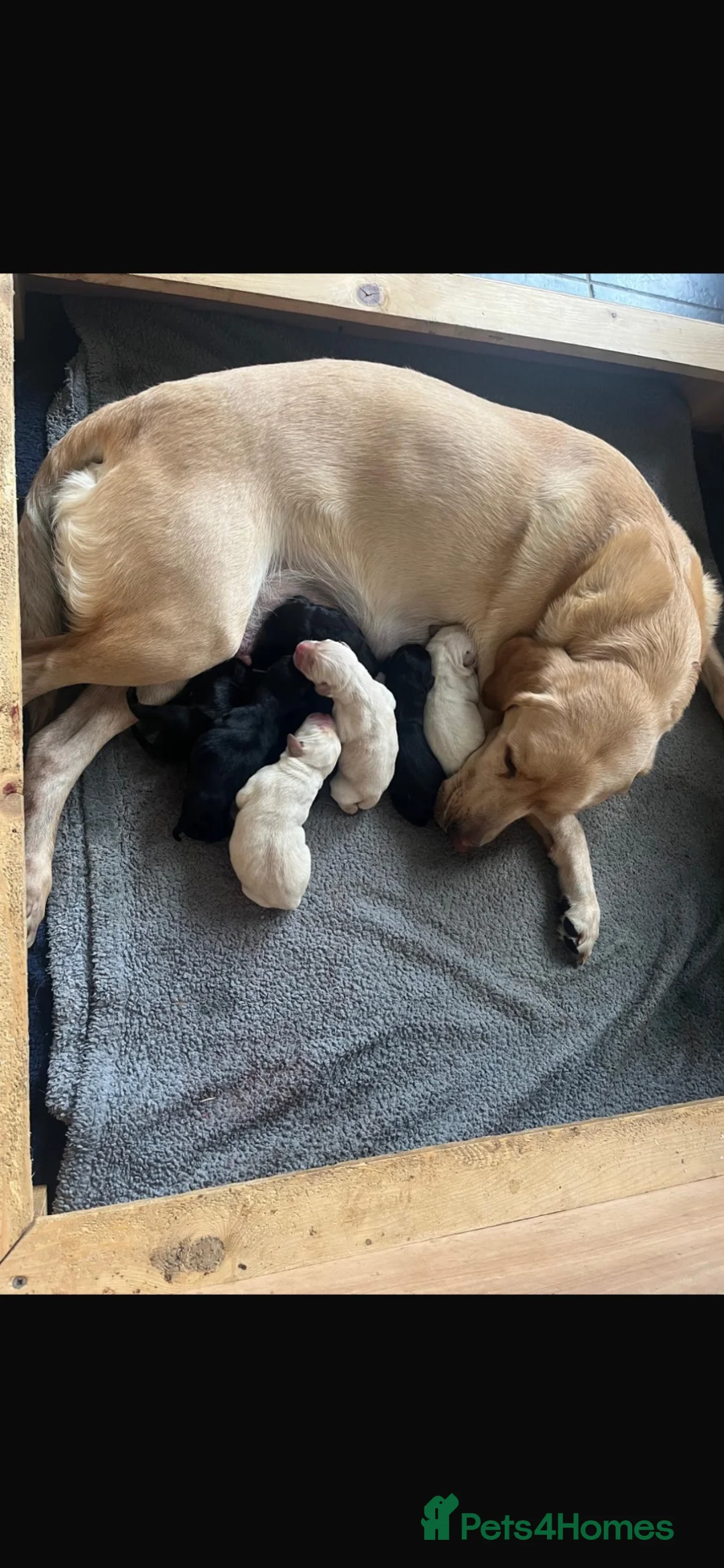 Labrador Retriever dogs for sale: KC registered Labrador puppies  - Advert 9