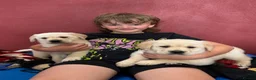 Goldador dogs for sale: Extensively Health tested, Chunky, Great with kids - Advert 14