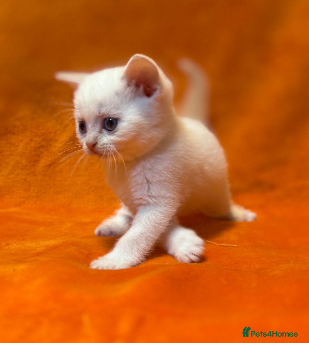 Scottish Fold cats for sale: 🩵Gorgeous Scottish Fold and Straight kittens 🩷 - Advert 7