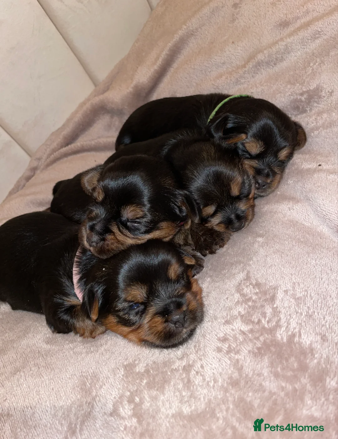 Yorkshire Terrier dogs for stud: PROVEN KC reg 2.5kg experienced STUD boy in Newton-le-Willows - Advert 17