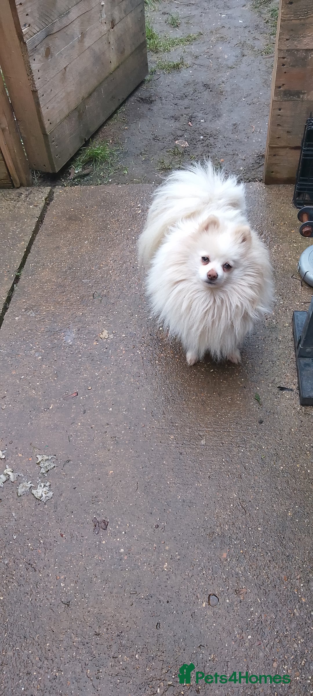 Pomeranian dogs for sale: Pomeranian Puppy For Sale - Advert 11