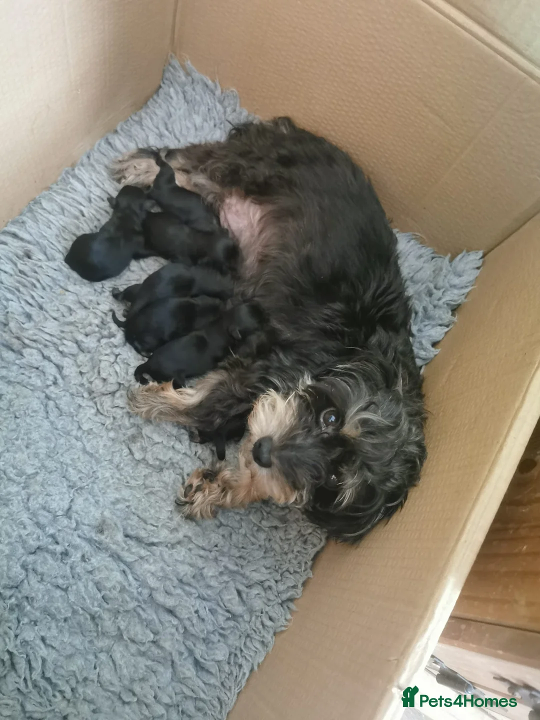 Miniature Poodle dogs for stud: Well PROVEN STUD Archie Minature Poodle  in Chard - Advert 12