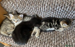 Mixed Breed cats for sale: Four gorgeous kittens  - Image 22
