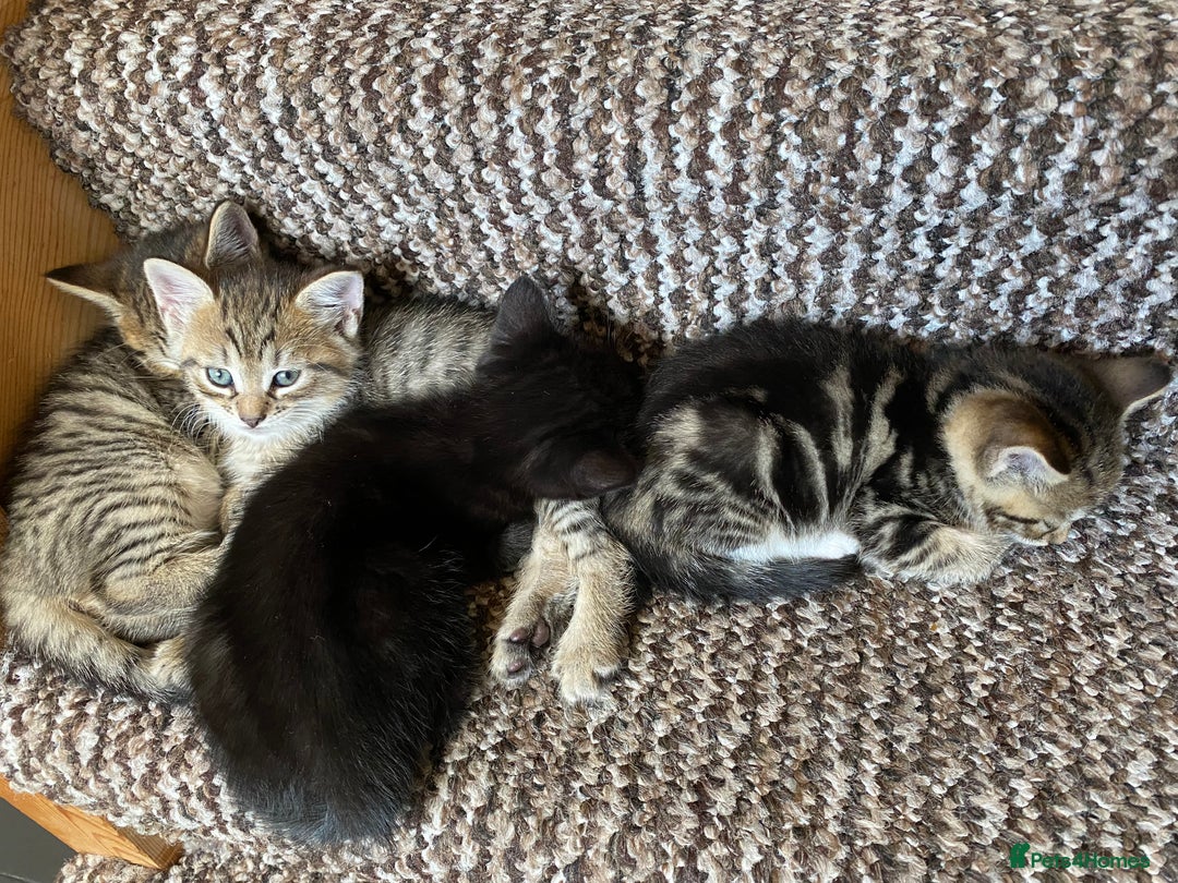 Mixed Breed cats for sale: Four gorgeous kittens  - Image 22