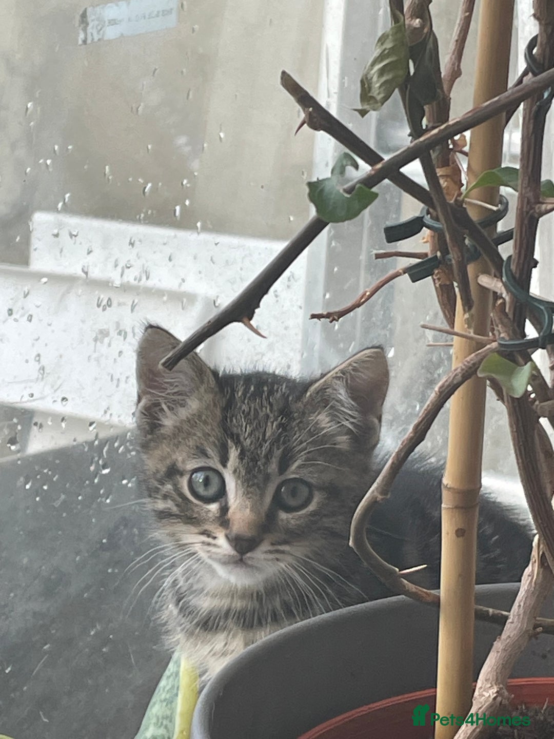 Domestic Shorthair cats for sale: 2 boys 1 female cats  - Advert 5