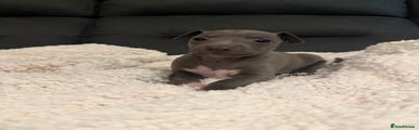 Italian Greyhound Puppy 1