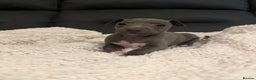 Italian Greyhound dogs for sale: KC Italian Greyhound Puppies  - Advert 8
