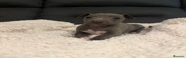 Italian Greyhound Puppy 1