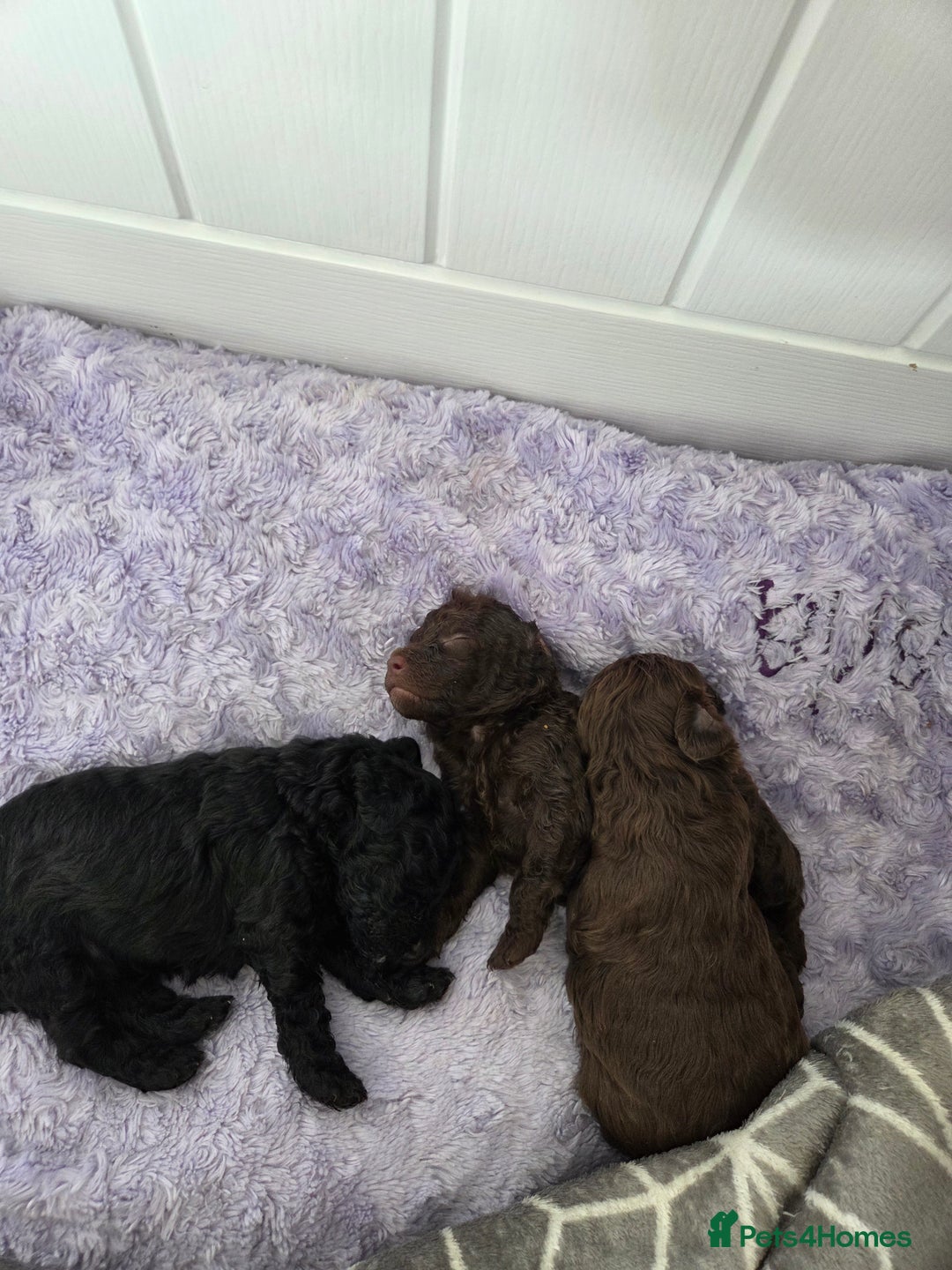 Cockapoo dogs for sale: Cockapoo  - Image 2