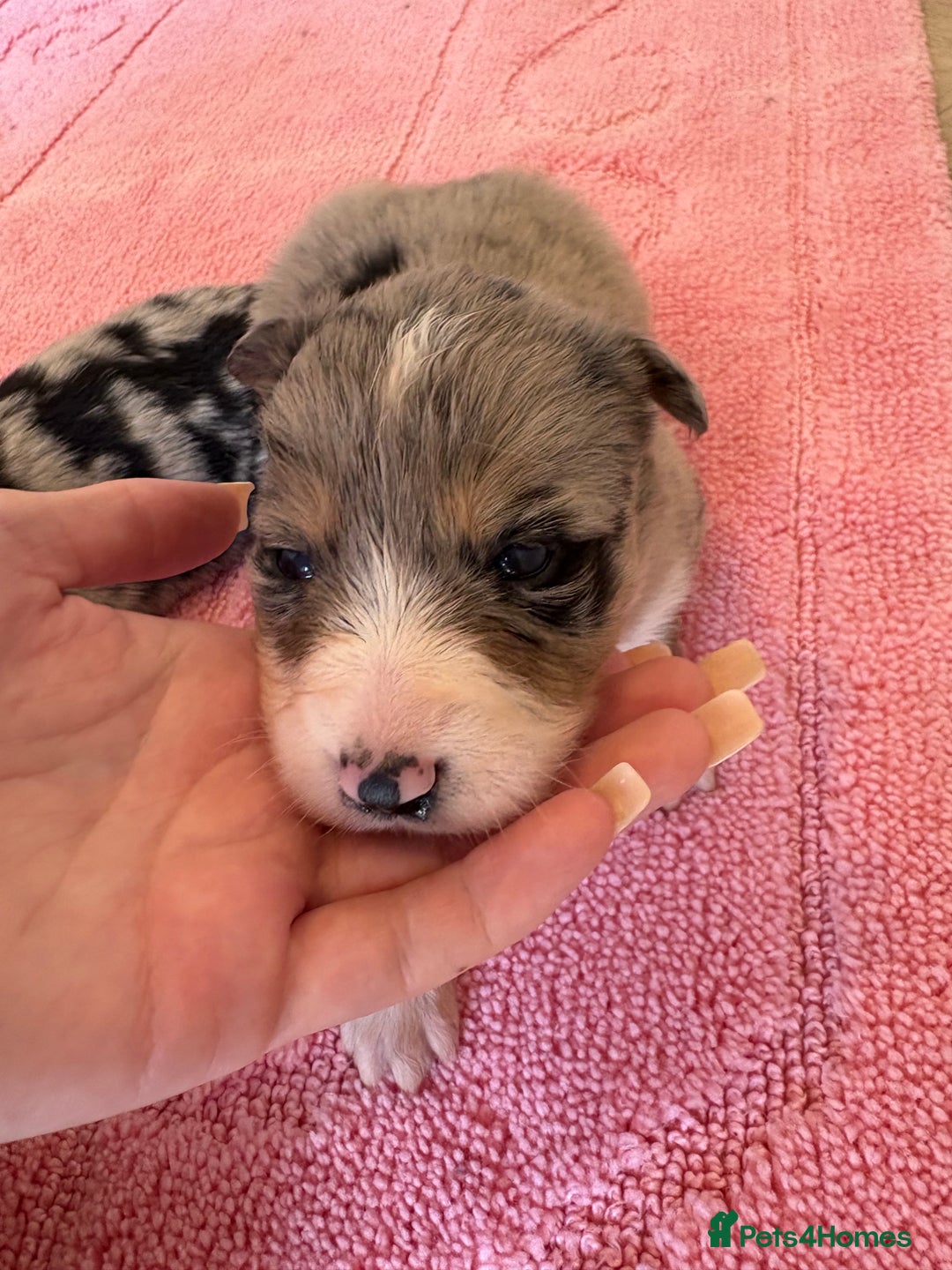 Australian Shepherd dogs for sale: *3 LEFT* Australian shepherd puppies for sale  - Image 11