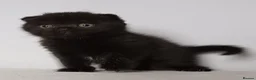 Scottish Fold cats for sale: Wonderful kittens - Advert 9