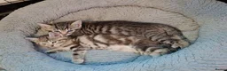 Mixed Breed cats for sale: Gorgeous Pure Tabby healthy kittens - Advert 4