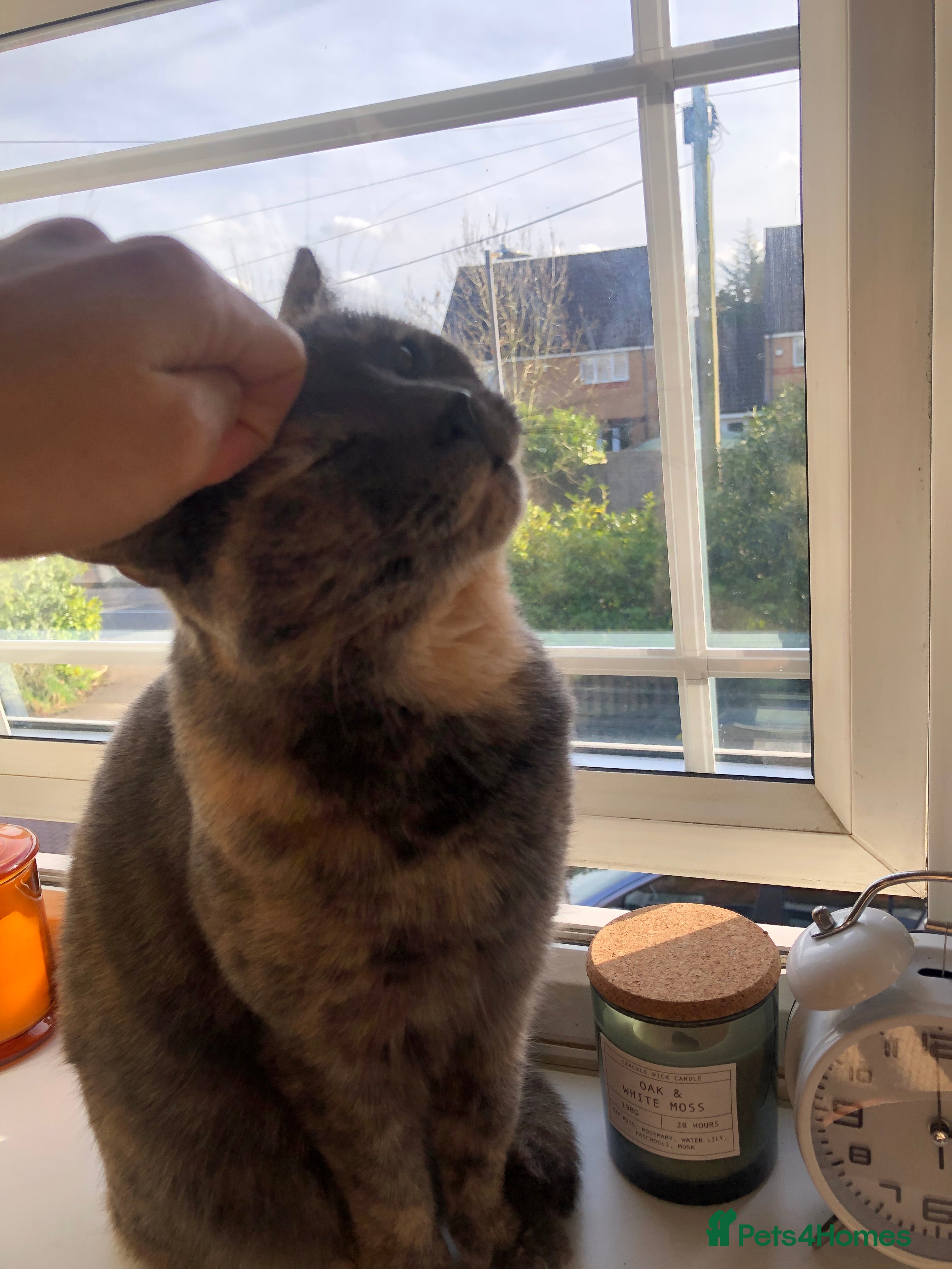 Domestic Shorthair cats Female lady cat domestic short haired 🤍🌺 - Advert 15