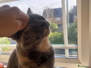 Domestic Shorthair cats Female lady cat domestic short haired 🤍🌺 - Advert 15