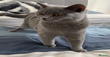 British Shorthair cats - Advert 16
