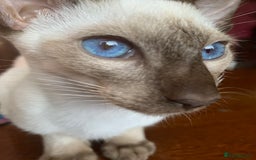 Siamese cats for sale: Male Chocolate Point Siamese  - Image 3
