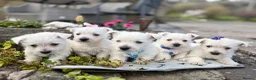 West Highland Terrier dogs for sale: Quality KC registered West Highland Terrier Pups - Advert 28