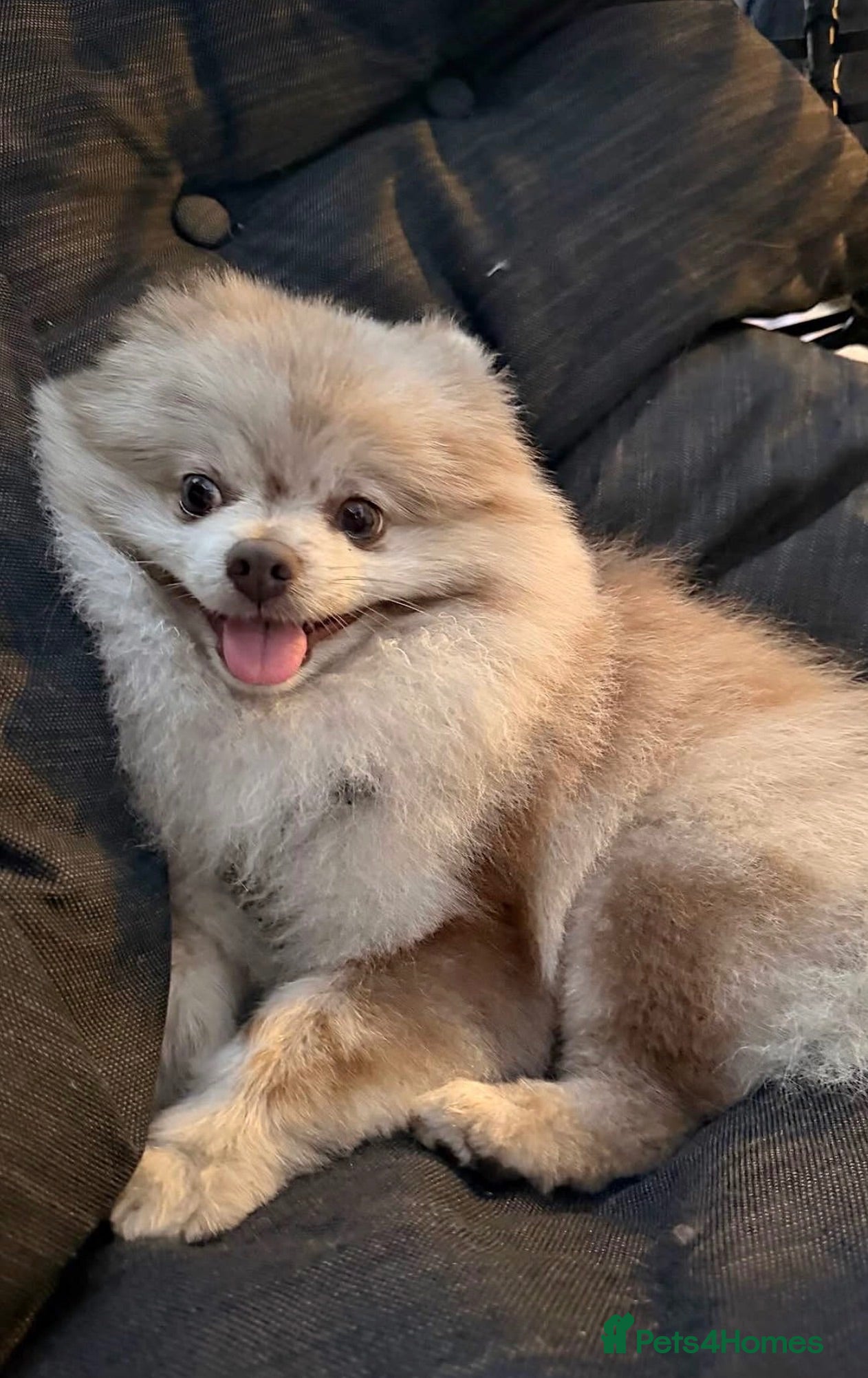 Pomeranian dogs Stud Pomeranian – Kennel Club Registered - Advert 3